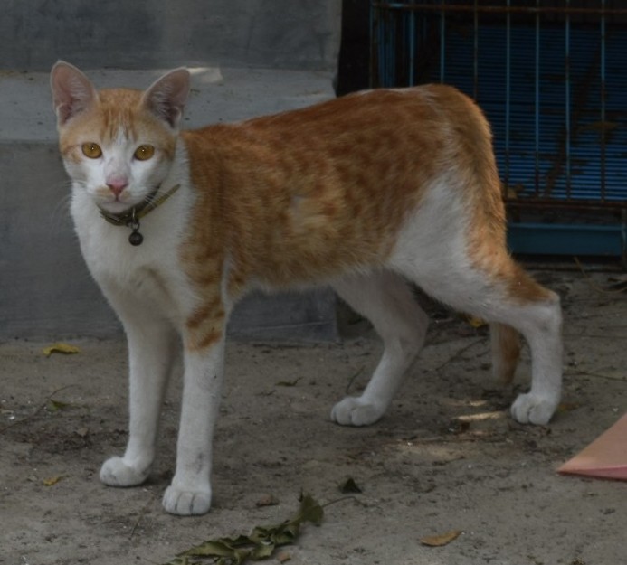 Whiskers the cat