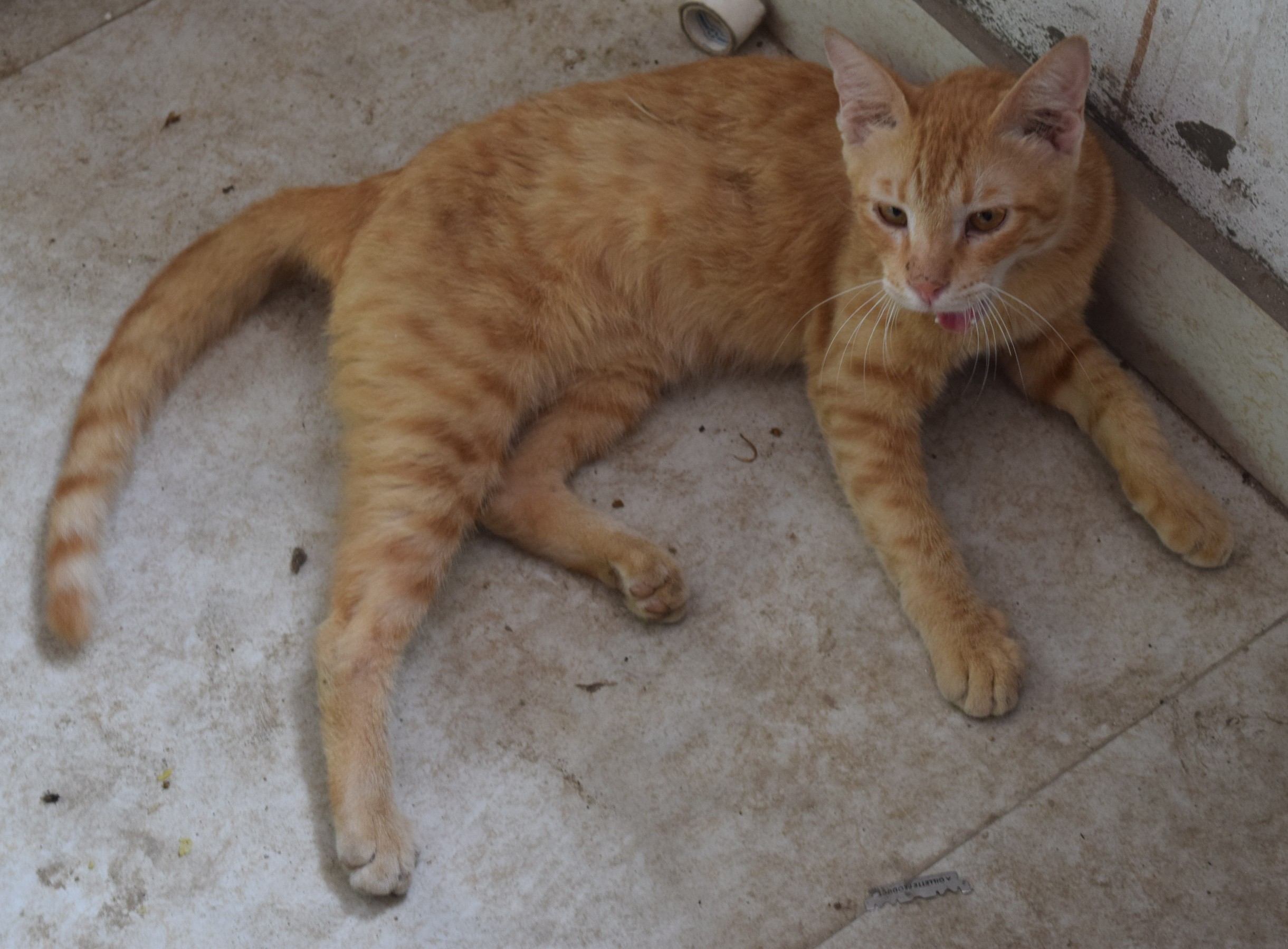 Simba the cat