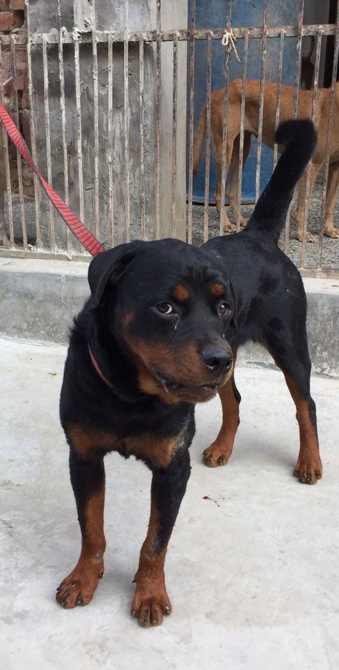 Dog1