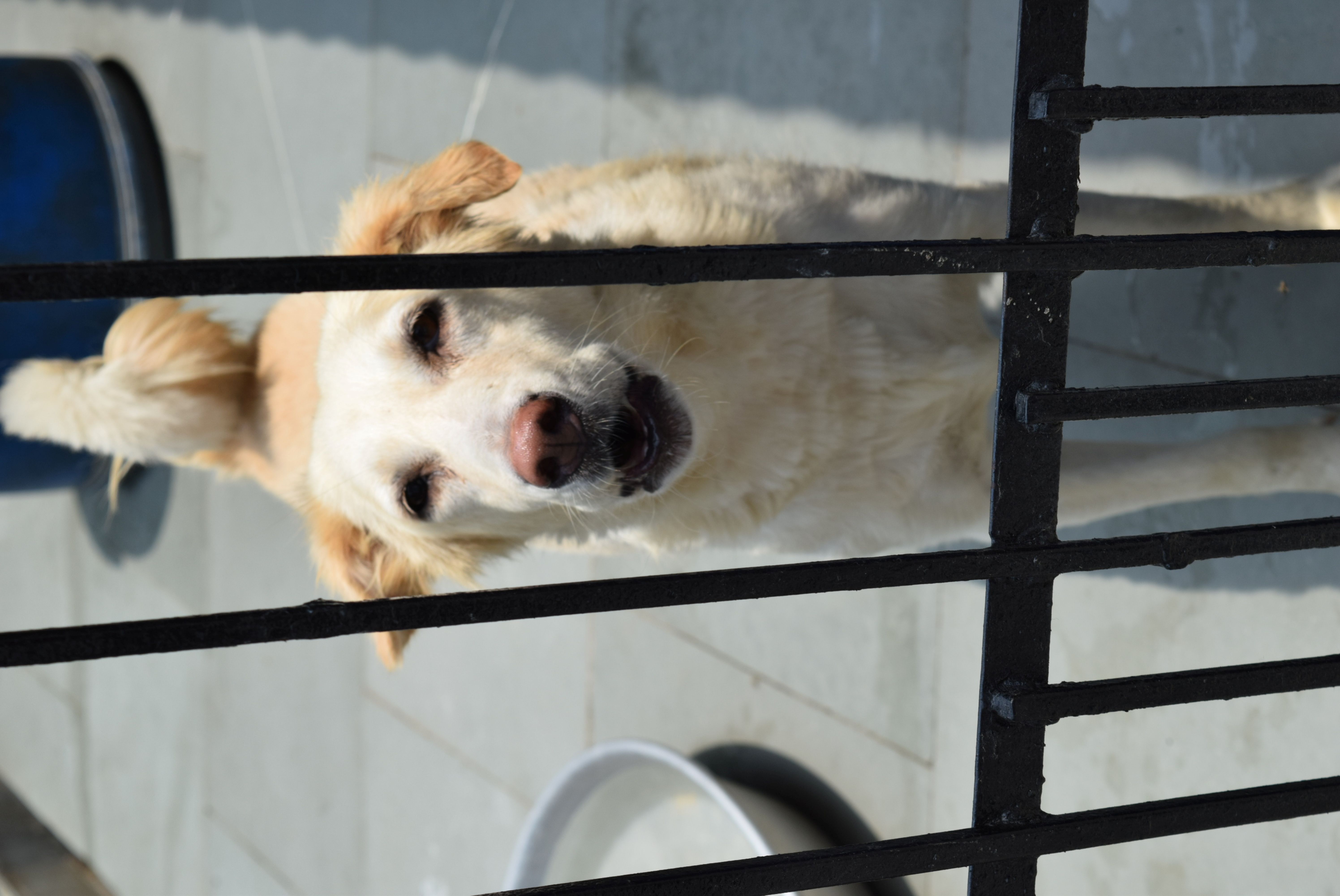 Dog2